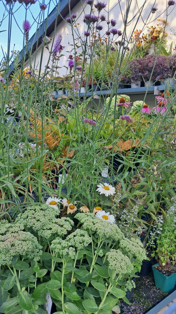 Naturnahe Gartengestaltung & Beratung